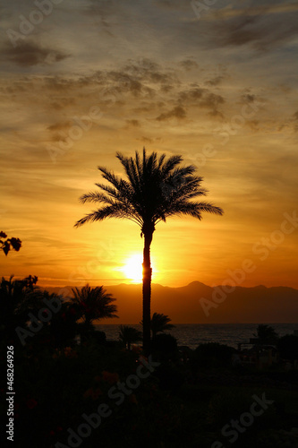 Sunrise at Palm Cove beach  Queensland  Australia  with lone walker and bare tree silhouetted against the rising sun.