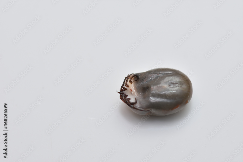 A big tick ,Ixodes ricinus. Dangerous insect mite. Encephalitis, Lyme disease infection. A big tick ,Ixodes ricinus. Dangerous insect mite. Encephalitis, Lyme disease infection.