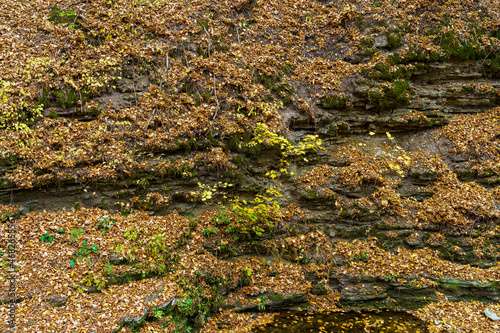 Autumn forest in the wild. Argillic mineral rocky soil. Background with copy space for text photo