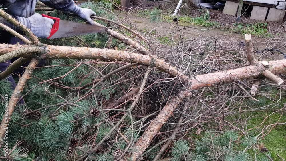 a man saws a tree with a chainsaw. the pine tree was removed from the suburban area. removal of diseased trees. bark beetle kills the forest a man saws a tree with a chainsaw. the pine tree was removed from the suburban area. removal of diseased trees. bark beetle kills the forest