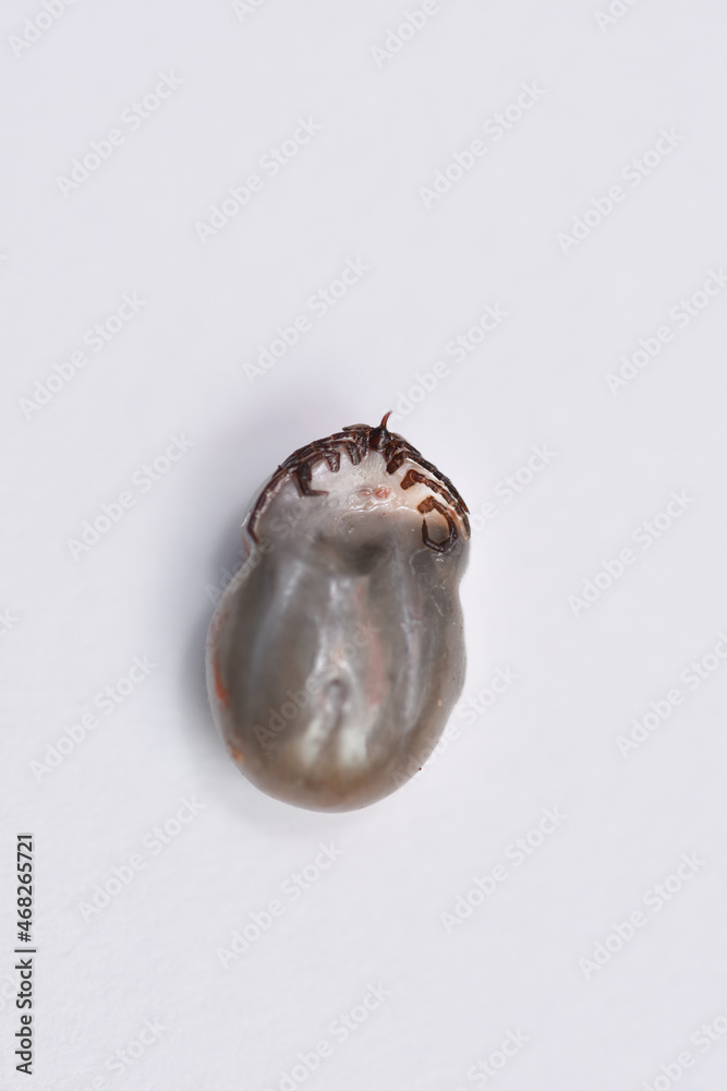 A big tick ,Ixodes ricinus. Dangerous insect mite. Encephalitis, Lyme disease infection. A big tick ,Ixodes ricinus. Dangerous insect mite. Encephalitis, Lyme disease infection.