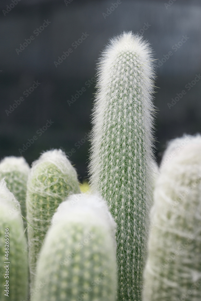 Green cactus with sharp thorns in garden,summer desert succulent cactus. Green cactus with sharp thorns in garden,summer desert succulent cactus.