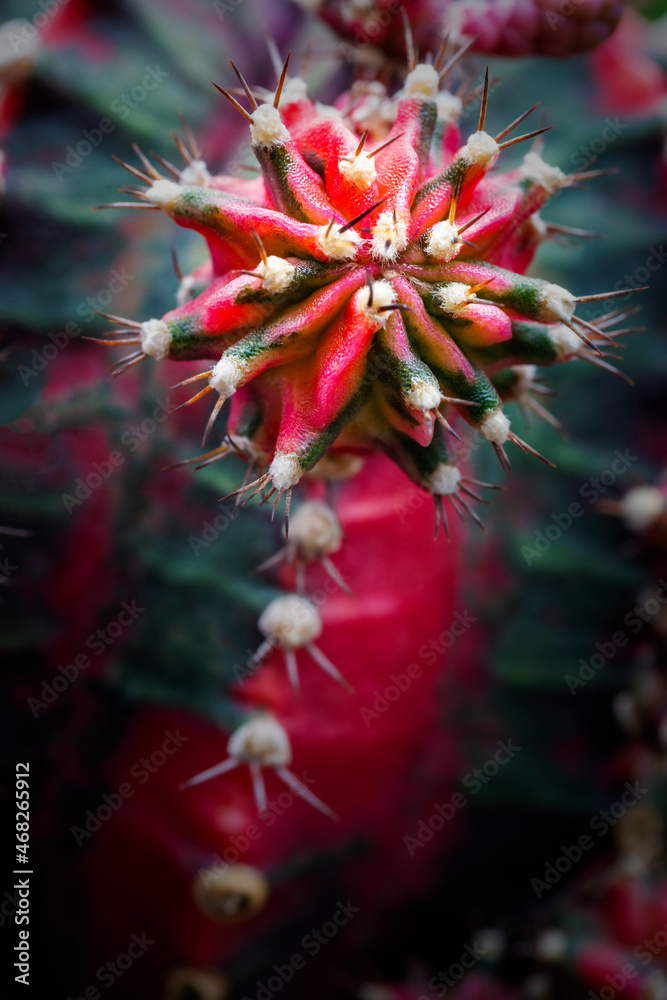 Green cactus with sharp thorns in garden,summer desert succulent cactus. Green cactus with sharp thorns in garden,summer desert succulent cactus.