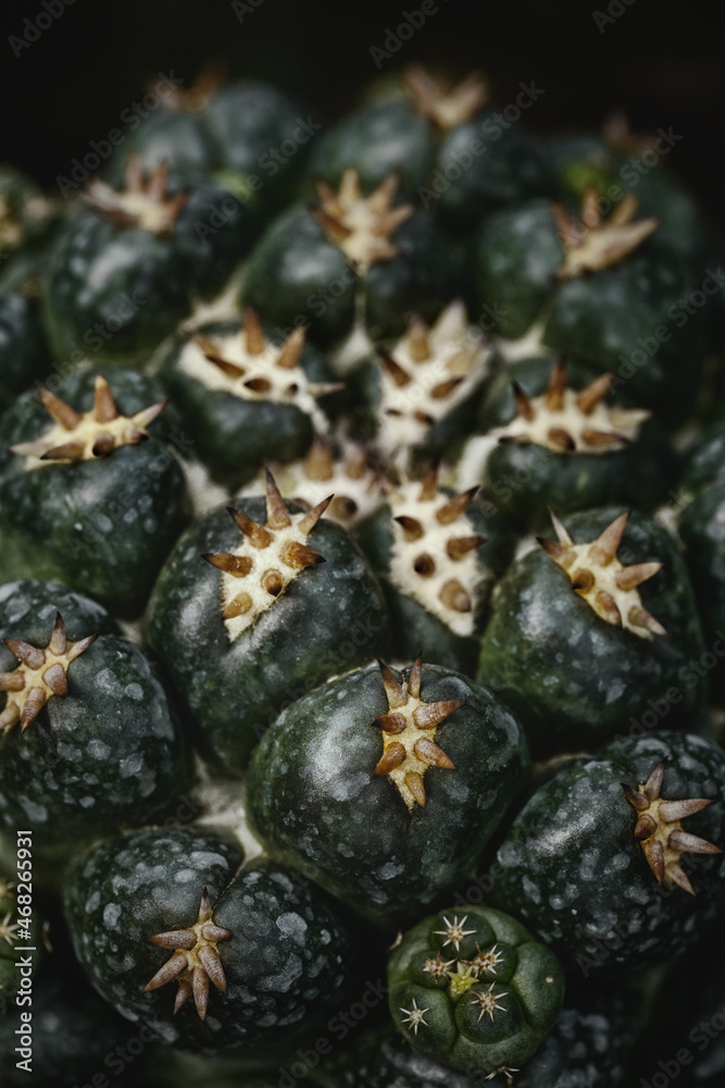 Dark green cactus with sharp thorns.Macro photography with low key smodern style toned background image. Dark green cactus with sharp thorns.Macro photography with low key smodern style toned background image.