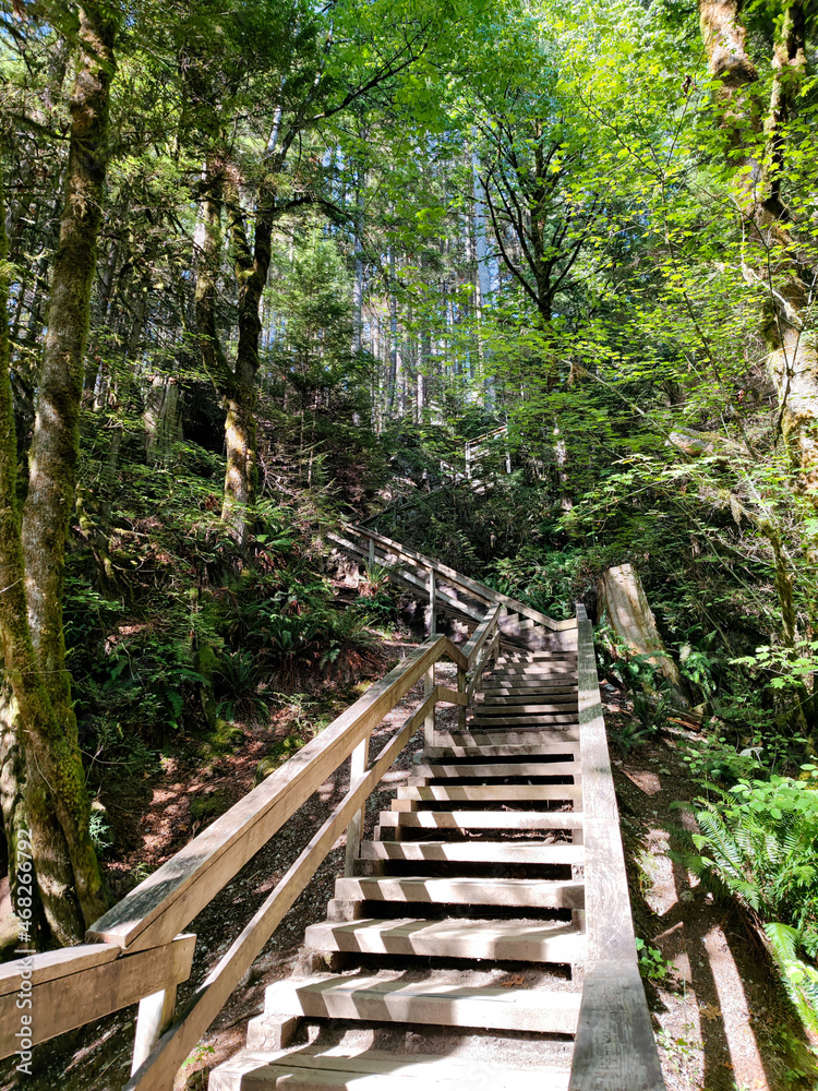 Stairway through the Natural Pine Forest | View From Below Stairway through the Natural Pine Forest | View From Below