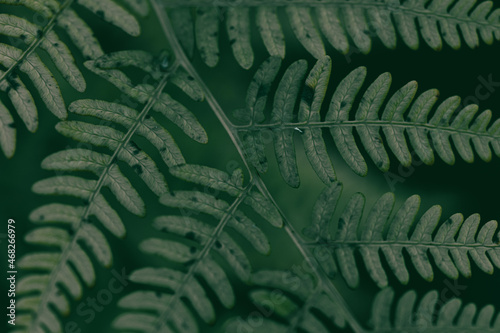 Full frame view of a fern