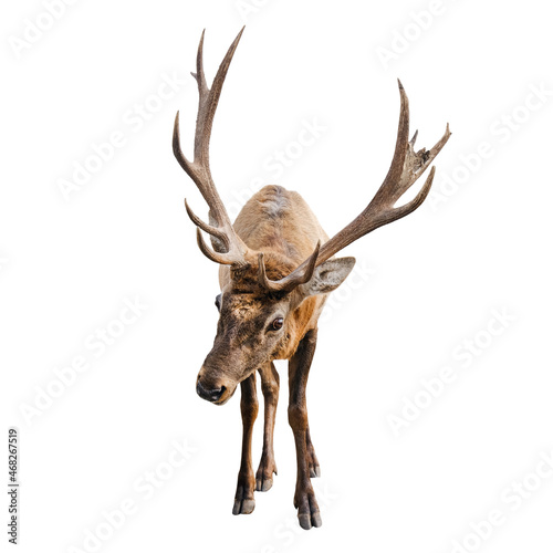 The red deer with huge horns is isolated on white background. Red deer close up.