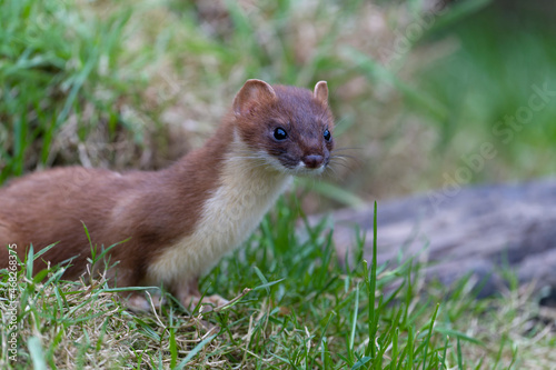 Stoat, Mustela erminea,
