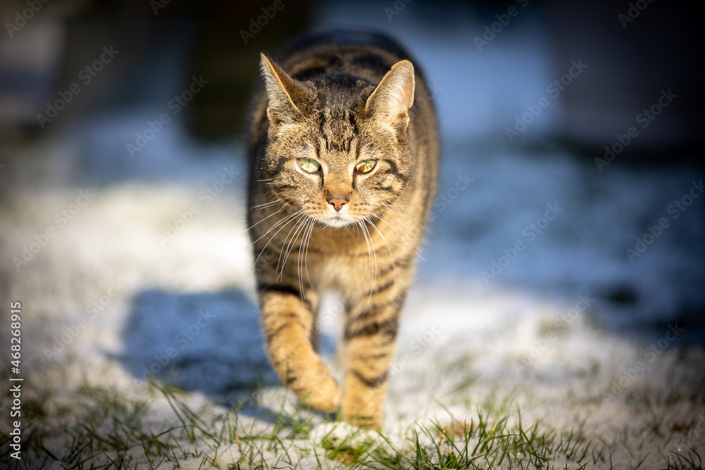 Kater im Schnee