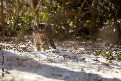 Kater im Schnee