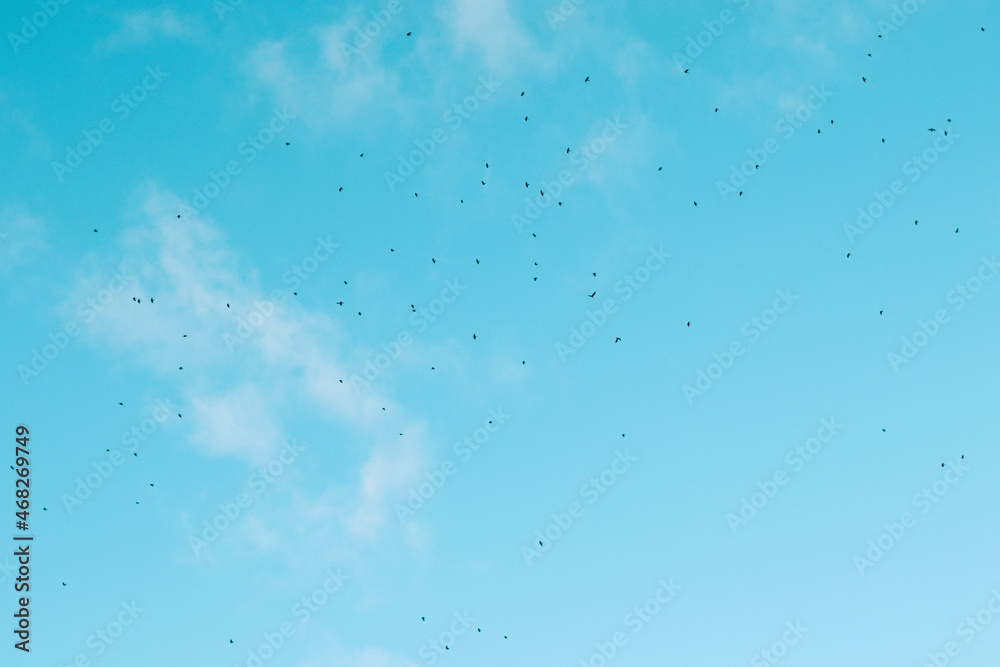 birds flying in a blue sky in a sunny day
