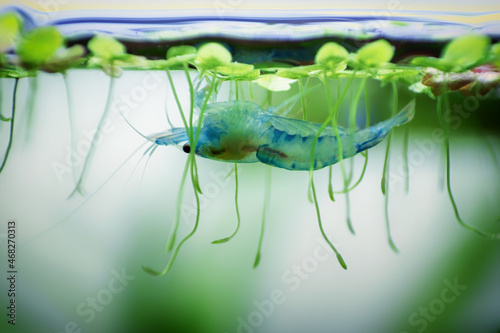 Neocaridina Freshwater Shrimp, dwarf shrimp in the aquarium. Aquascaping, aquaristic Animal macro, close up photography with a focus gradient and soft background. 