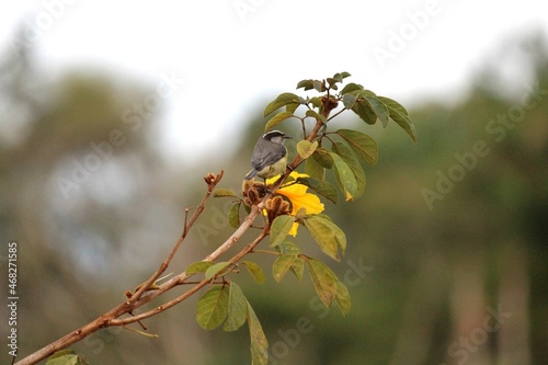 ave bem te vi pitangus sulphuratus animalia fauna familia Tyrannidae  photo