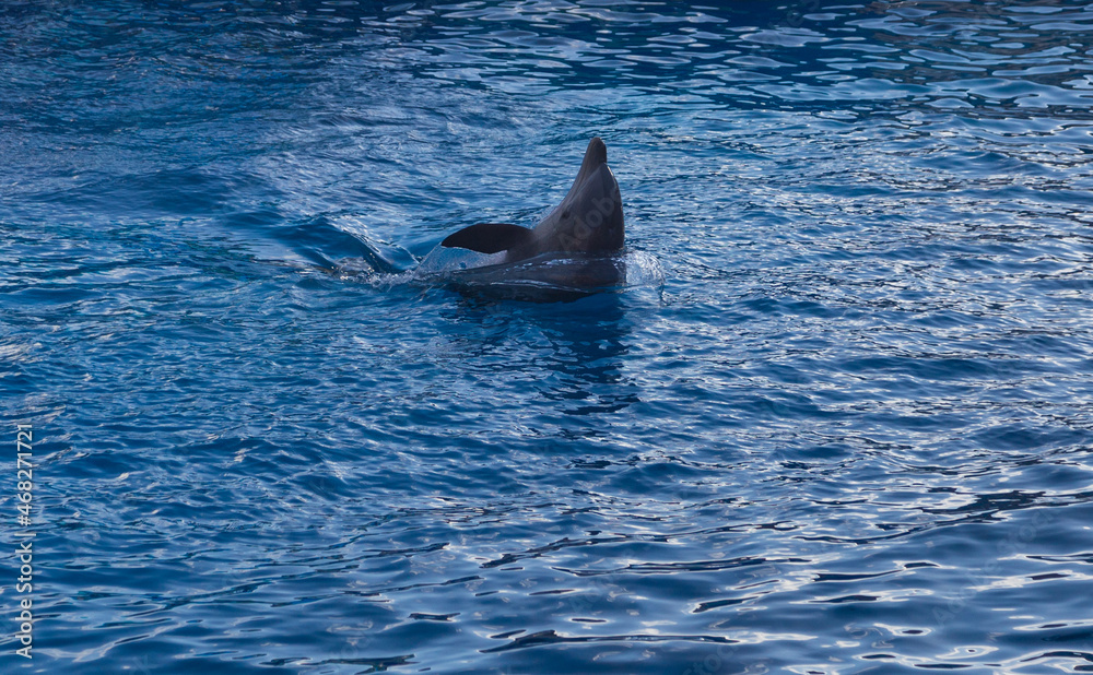 Obraz na płótnie sweet dolphins playing on the show in SeaWorld San Diego w salonie