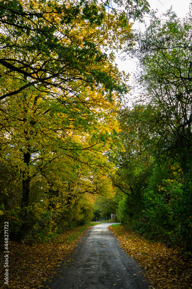 Obraz premium Straße in Herbstlicht