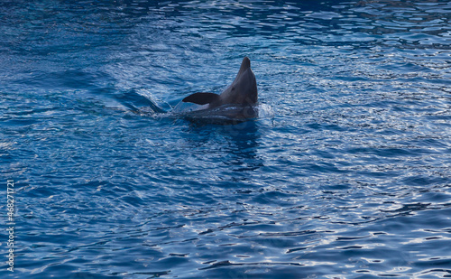 sweet dolphins playing on the show in SeaWorld San Diego photo