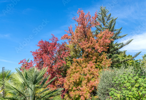 Paysage d'automne avec des arbres d'essence et de couleurs chaudes variées