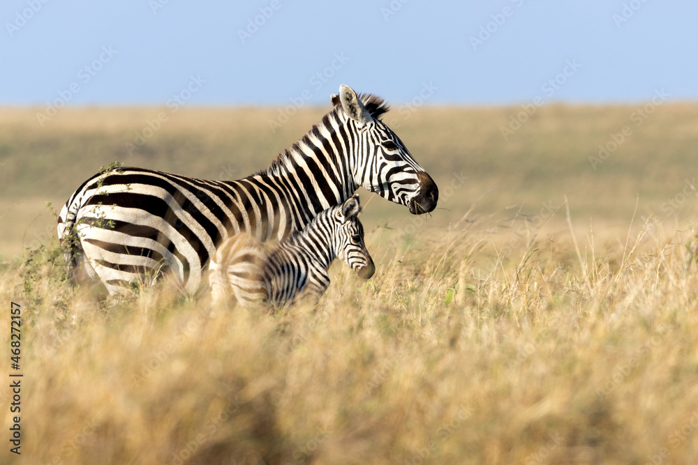 Obraz premium Mother and Baby Zebra Walking Through Kenya Grasslands
