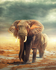 Acrylglasbilder Elefant Elefantenherde Amboseli Steppe Kenia  © adogslifephoto