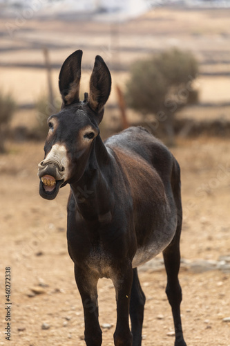 happy donkey