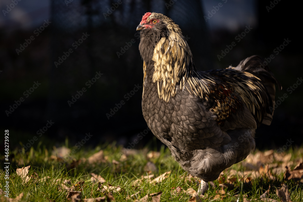 Blue Favaucana Rooster