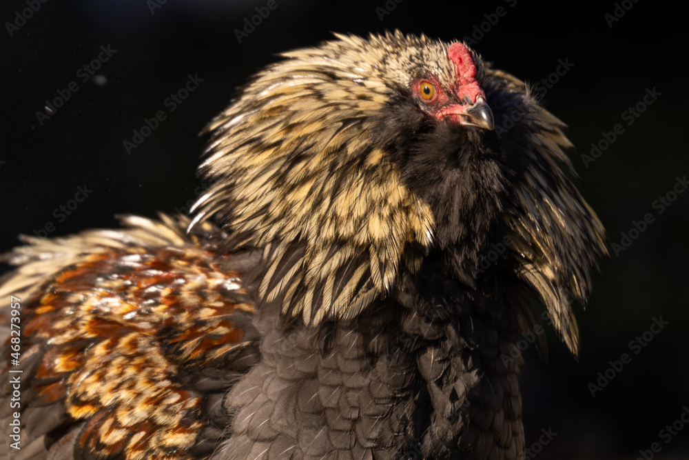 Blue Favaucana Rooster