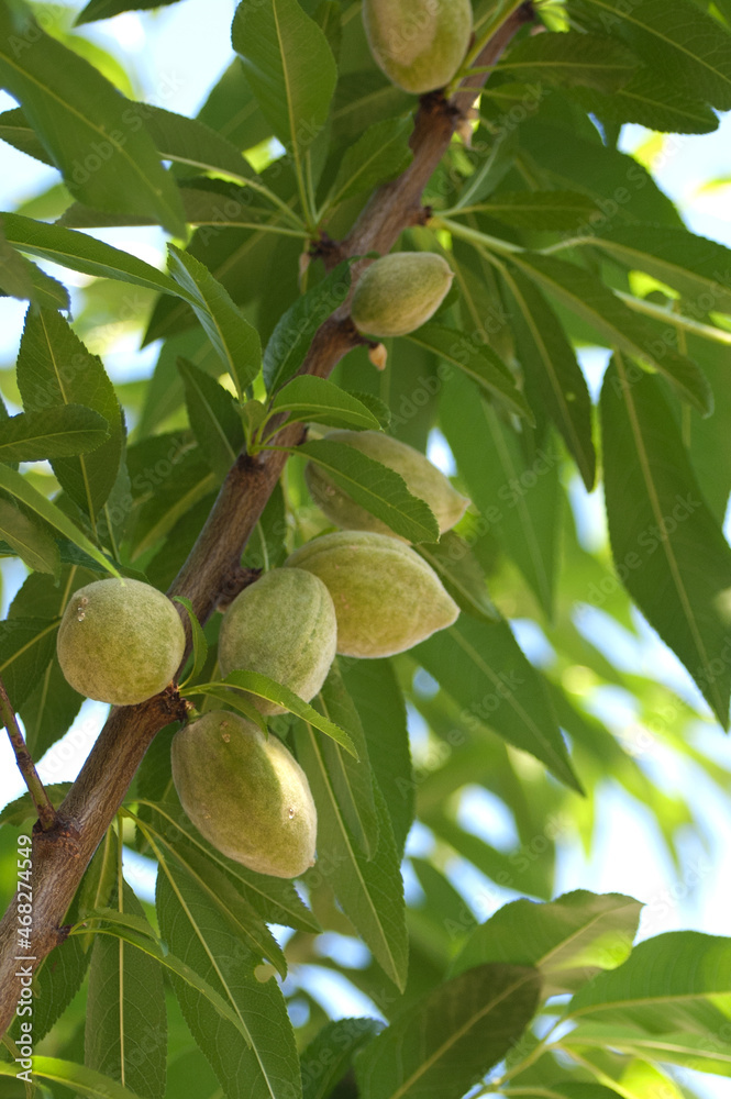 Almond Tree