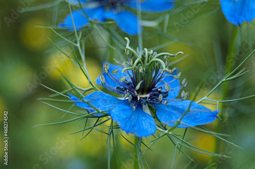Blue Nigella Flower