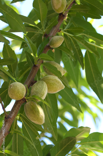 Almond Tree