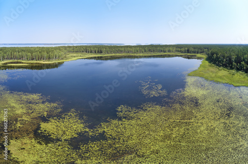 Aerial photo panorama of forest boggy lake in the Karakansky pine forest near the shore of the Ob reservoir.