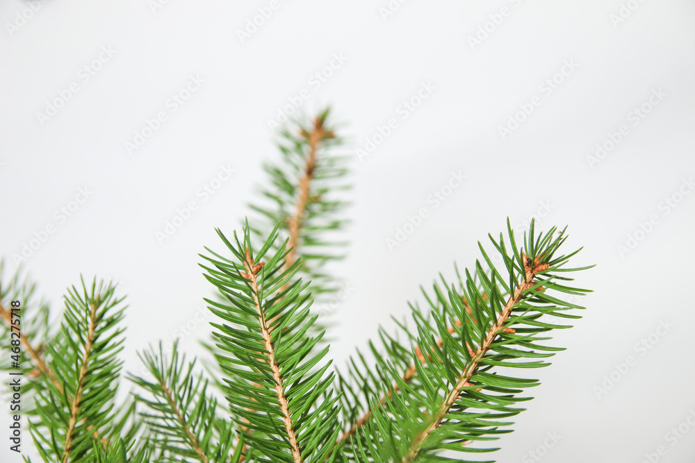 Fir branch or spruce branch with needles isolated on white background. Green natural fir tree branches. Frame and border. Copy space. Christmas holiday concept. Template for design. Close-up