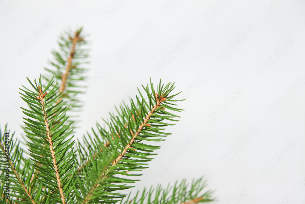 Fir branch or spruce branch with needles isolated on white background. Green natural fir tree branches. Frame and border. Copy space. Christmas holiday concept. Template for design. Sharp needles