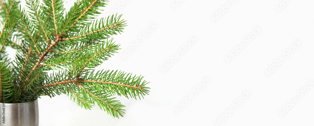 Bouquet of fir branch or spruce branch with needles isolated on white background in silver vase. Green natural branches. Frame and border. Copy space. Christmas holiday concept. Close-up. Header