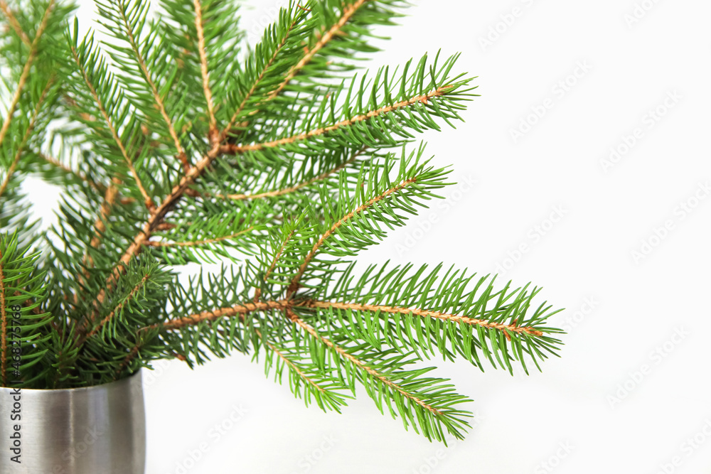 Bouquet of fir branch or spruce branch with needles isolated on white background in silver vase. Green natural branches. Frame and border. Copy space. Christmas holiday concept. Close-up
