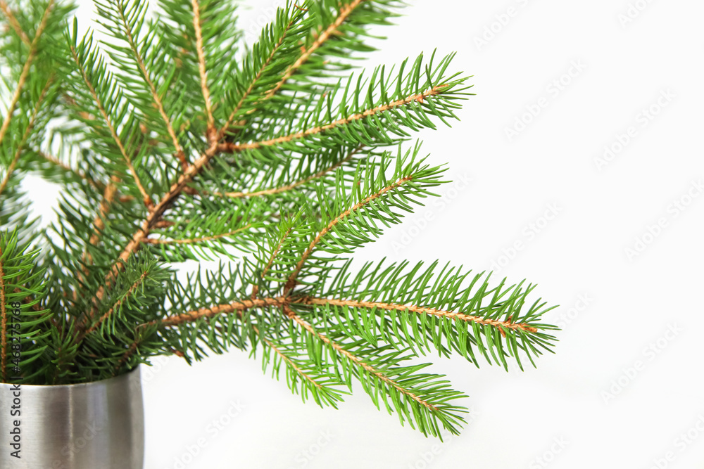 Bouquet of fir branch or spruce branch with needles isolated on white background in silver vase. Green natural branches. Frame and border. Copy space. Christmas holiday concept. Close-up Bouquet of fir branch or spruce branch with needles isolated on white background in silver vase. Green natural branches. Frame and border. Copy space. Christmas holiday concept. Close-up