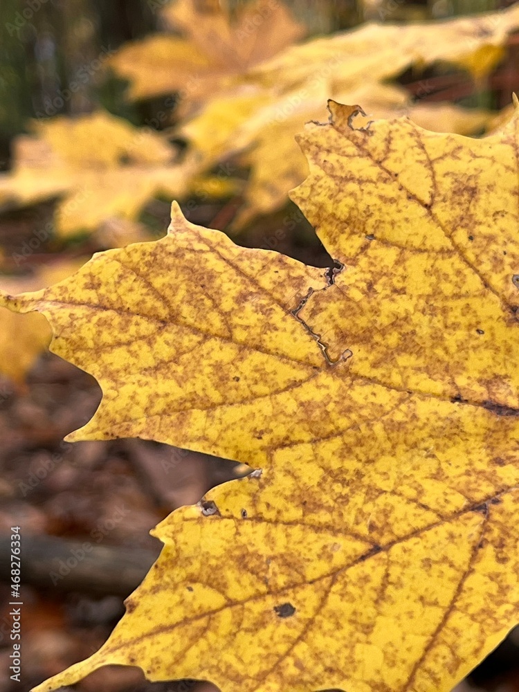 yellow leaf yellow leaf