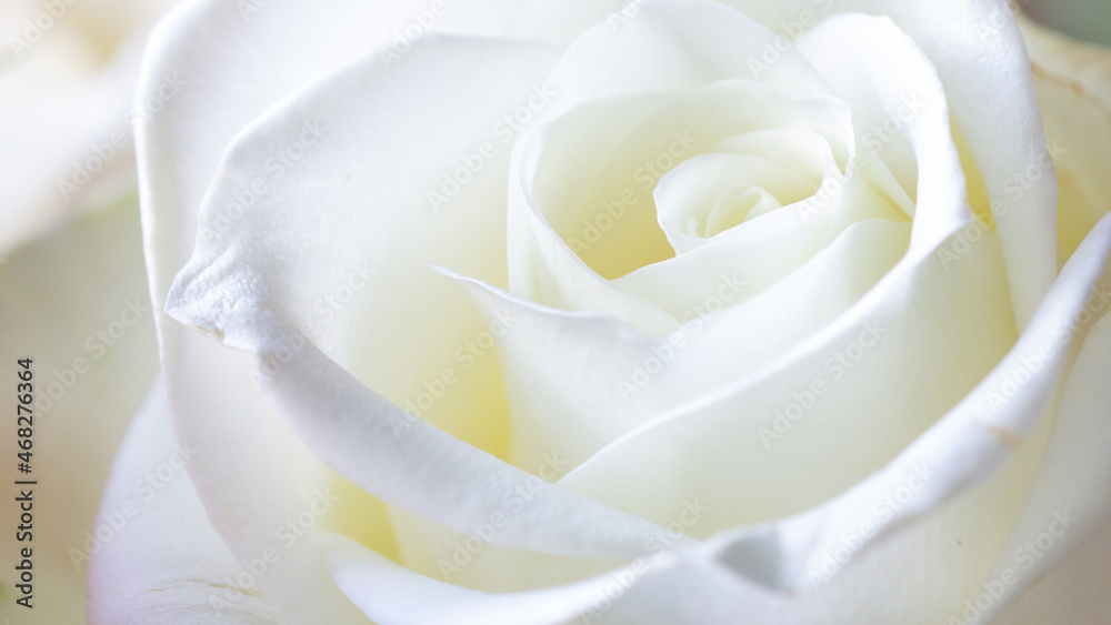 Naklejka premium A beautiful white rose that you can almost smell its fragrance - stock photo