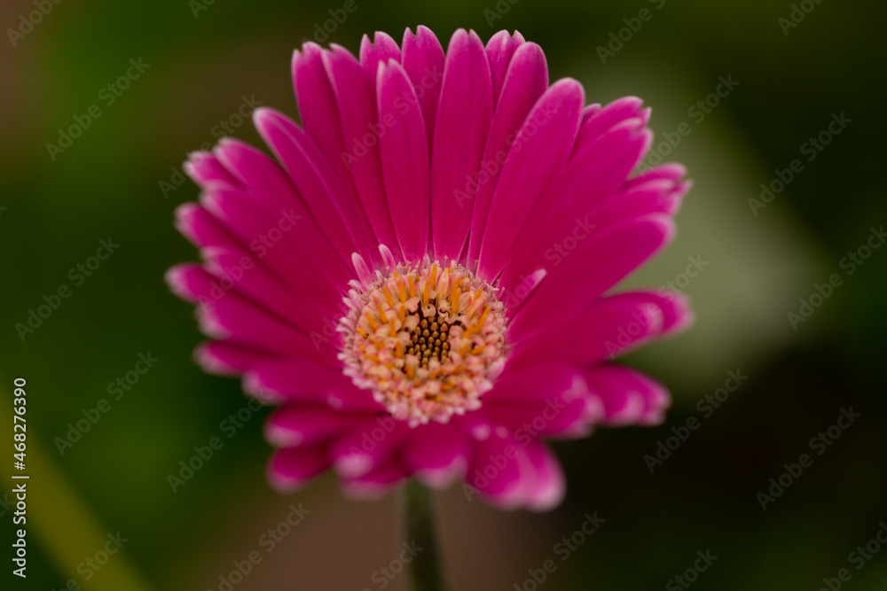 A lovely pink daisy flower photographed in a garden centre - stock photo A lovely pink daisy flower photographed in a garden centre - stock photo