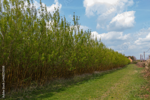 Biomass trees poplar & willow coppicing for renewable energy - stock photo