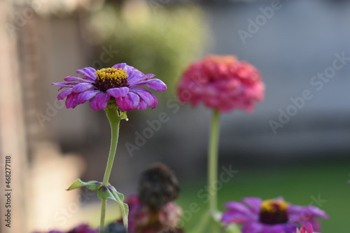 Fiori di novembre