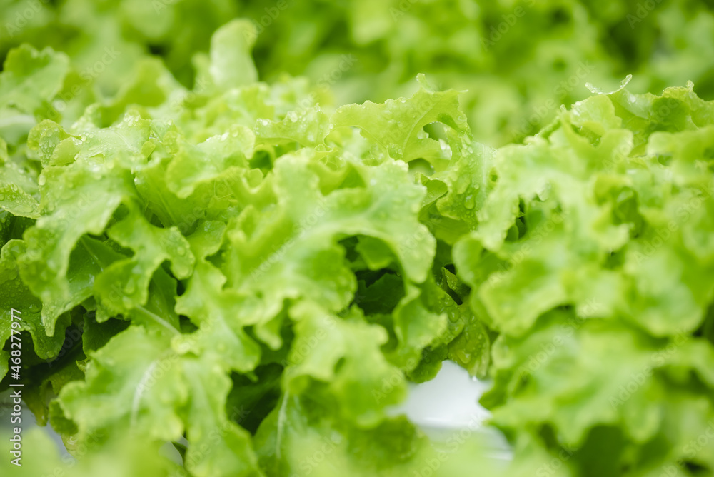 green healthy raw food lifestyle, fresh vegetable salad from agricultural crop field for vegetarian green healthy raw food lifestyle, fresh vegetable salad from agricultural crop field for vegetarian