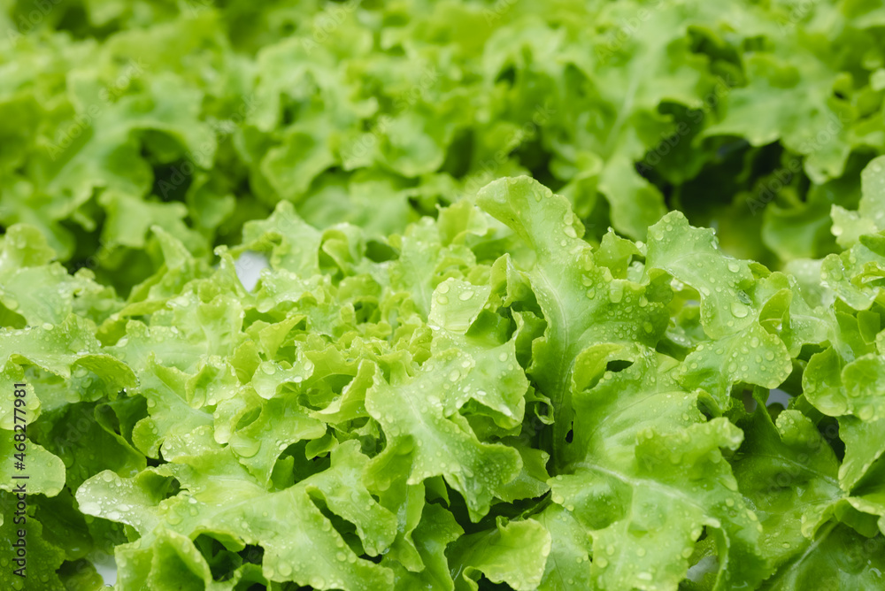 green healthy raw food lifestyle, fresh vegetable salad from agricultural crop field for vegetarian green healthy raw food lifestyle, fresh vegetable salad from agricultural crop field for vegetarian
