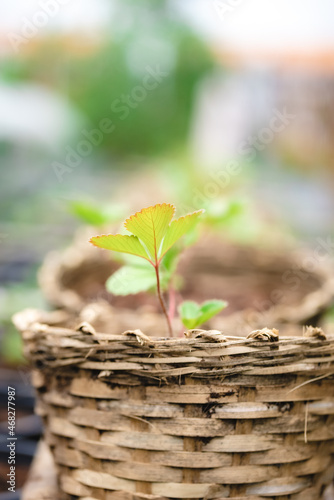green healthy raw food life...
