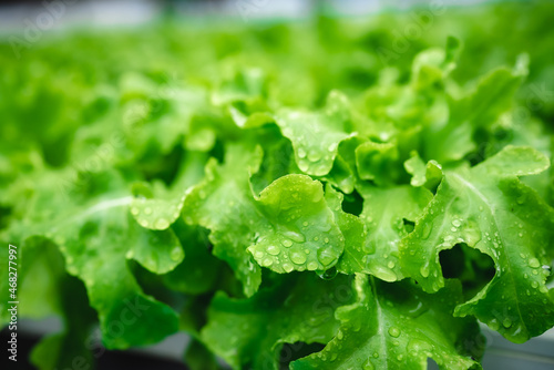 green healthy raw food life...