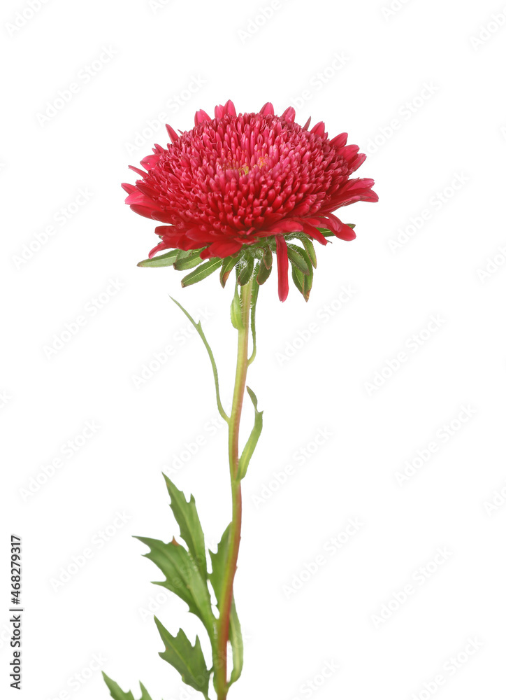 Beautiful aster flower isolated on white background, closeup Beautiful aster flower isolated on white background, closeup