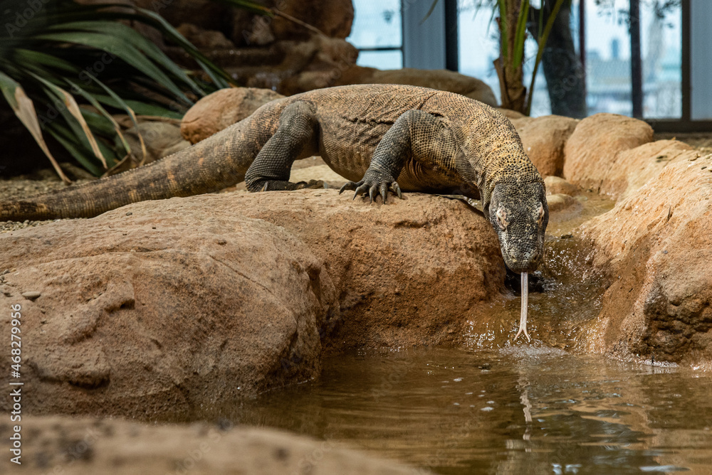 Komodowaran im Zoo steigt ins Wasserbecken