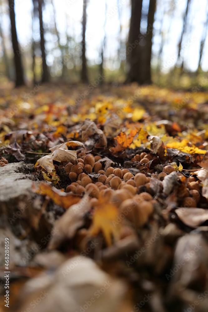 fall forest fall forest