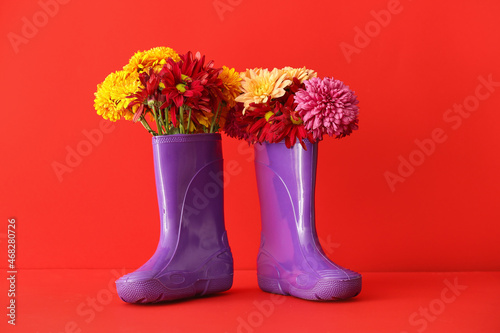 Rubber boots with chrysanthemum flowers on color background