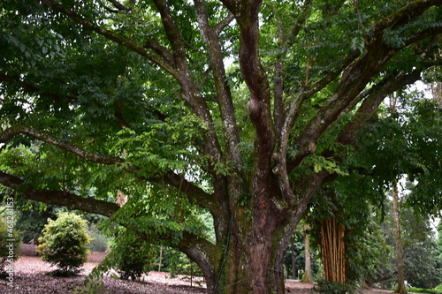 The Grand Mama Tree, Prime Tree, National Park Singapore, Botanical Garden, Old Garden 