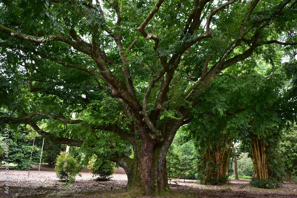 The Grand Mama Tree, Prime Tree, National Park Singapore, Botanical Garden, Old Garden 